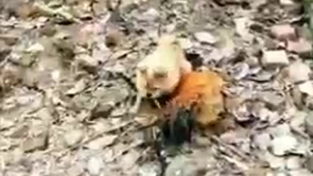 Funny Animal Video