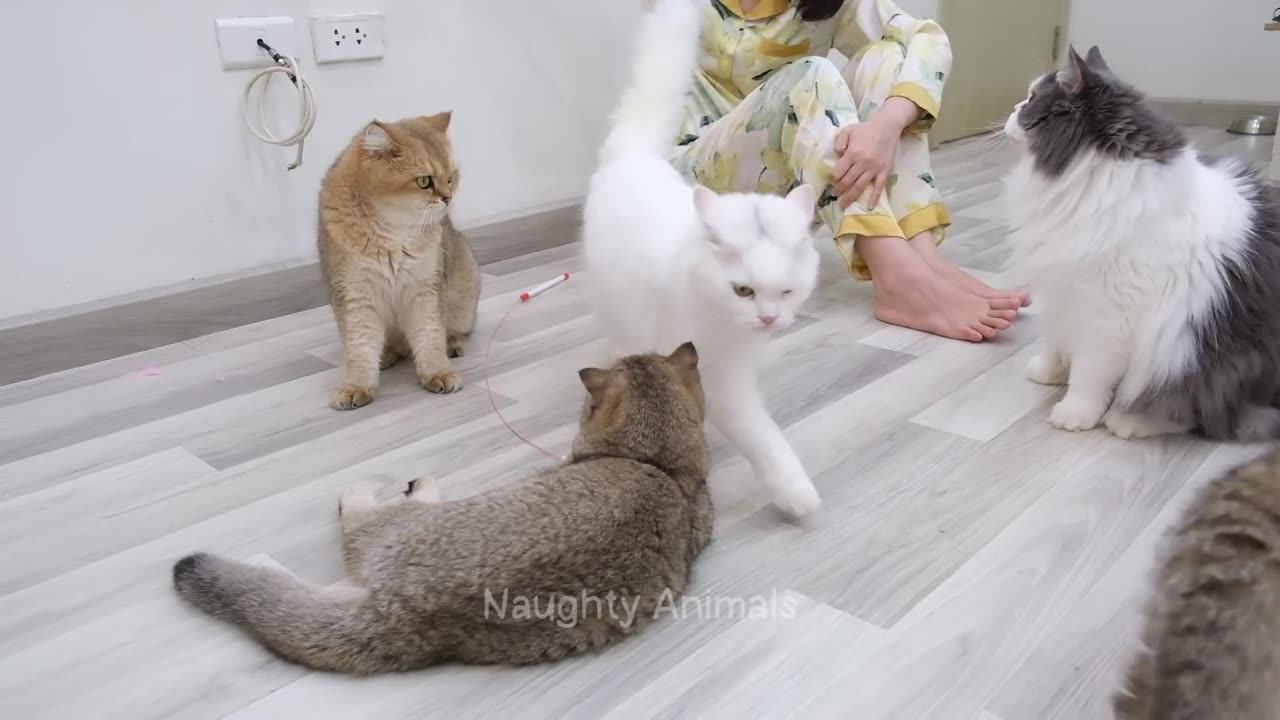 Funny Animal Video