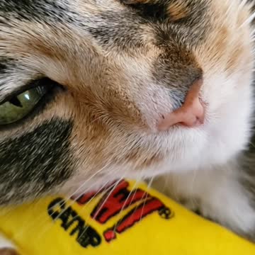 Catnip Catatonic Cat #1