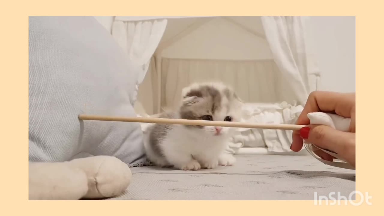 Cute cat baby fun |