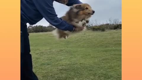 Dog 🐶 jumping training