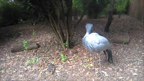 Blue Crane Birds