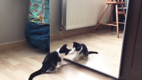 Cat and mirror funny