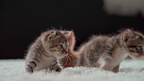 Cute kittens playing on the rug!