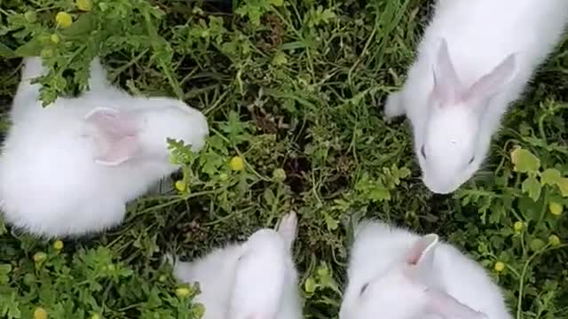 Small Cute Rabbit | #Shorts Video