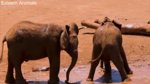 two baby elephants