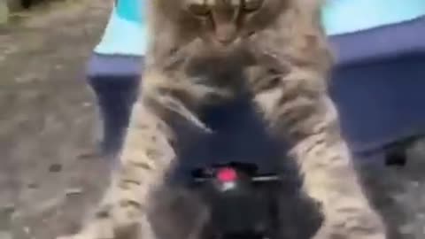 Funny animals - Funny cats / dogs - Funny animal videos 55