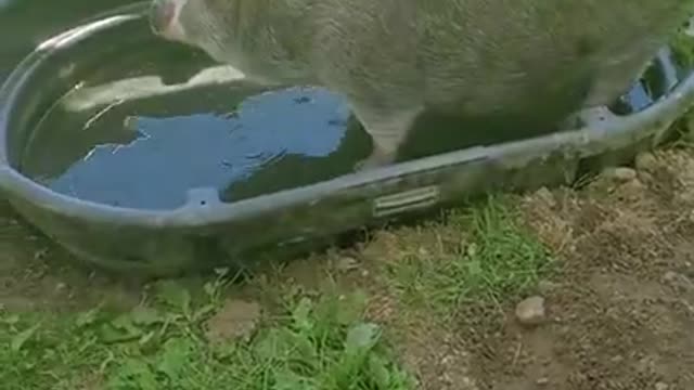 ARK OF GRACE: NOBLE'S SHAMU PLUNGE PART DEUX!!