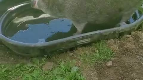 ARK OF GRACE: NOBLE'S SHAMU PLUNGE PART DEUX!!