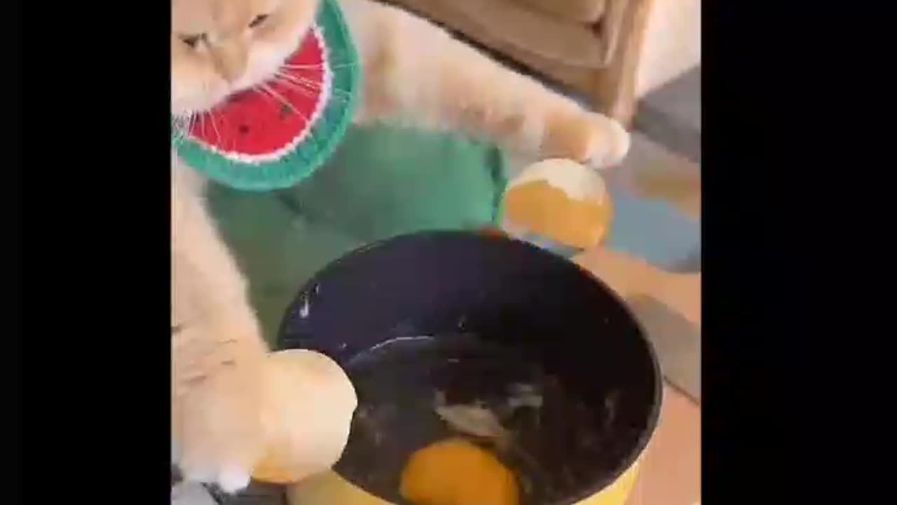 food vlooger Cat make omlet with tomato 🍅 and eggs