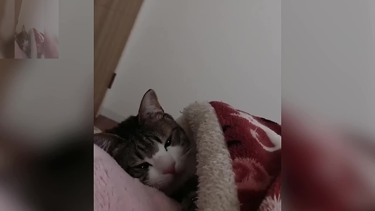 A cat sleeping under a quilt