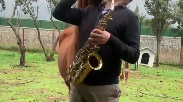 Singing a song horse