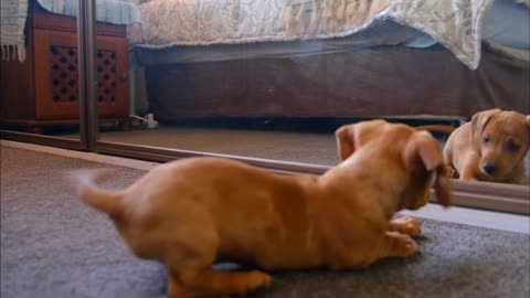 dog playing with the reflection in the mirror