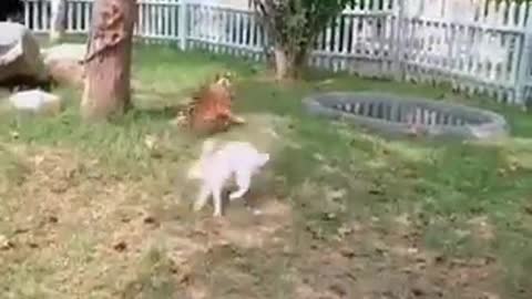 Rabbit playing with friends