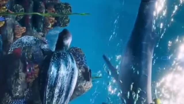 This underwater world is like Atlantis