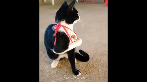 OMG so cute cats and dog best funny cat videos 2021