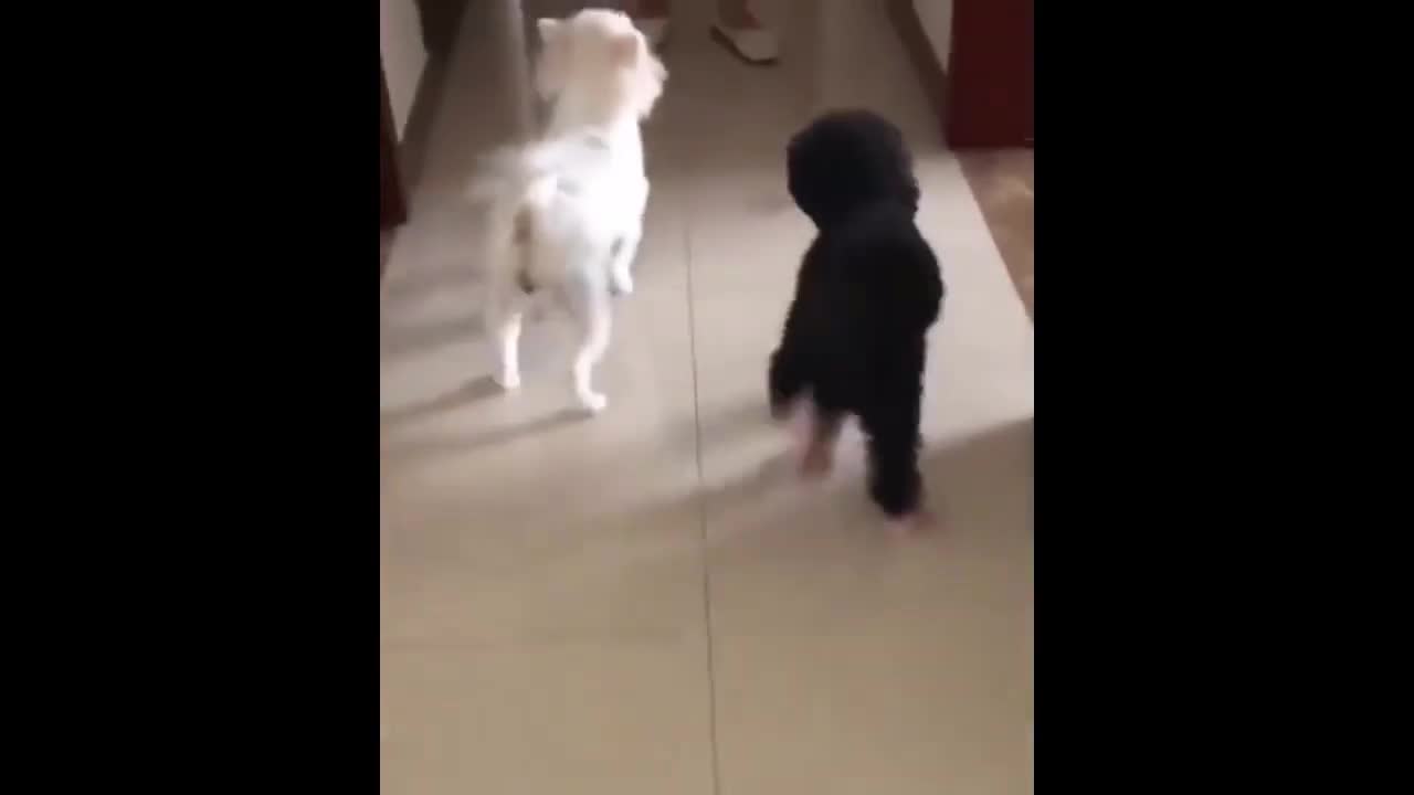 funny dogs,pets walking with shoe in house