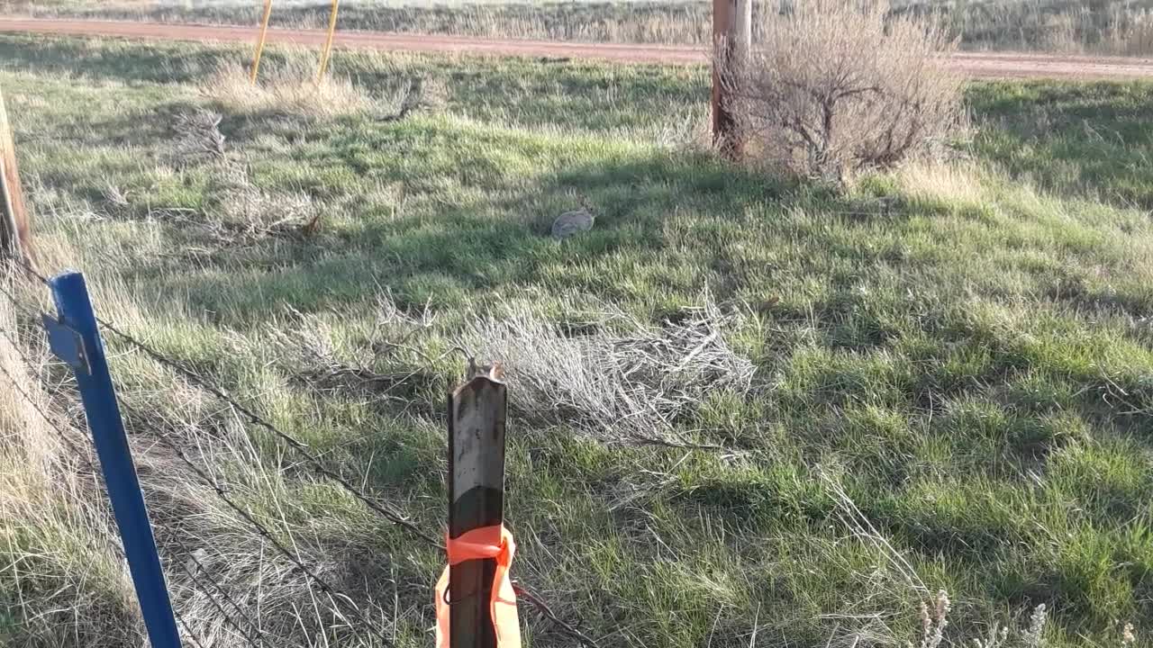 Wild Bunny Taking A Rest