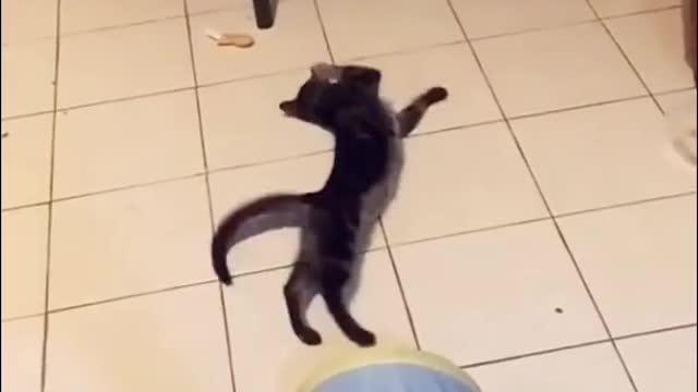 Cats want to learn how to dance.