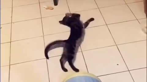 Cats want to learn how to dance.