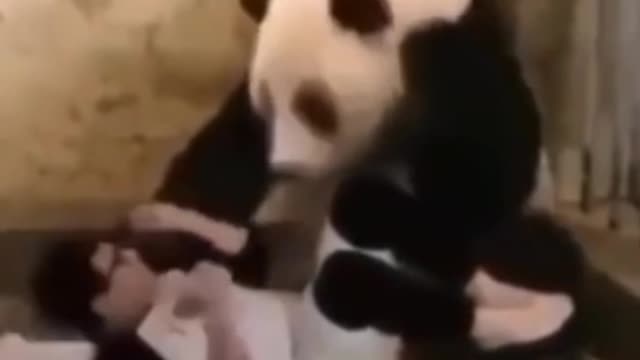 Animals funny #panda#funny