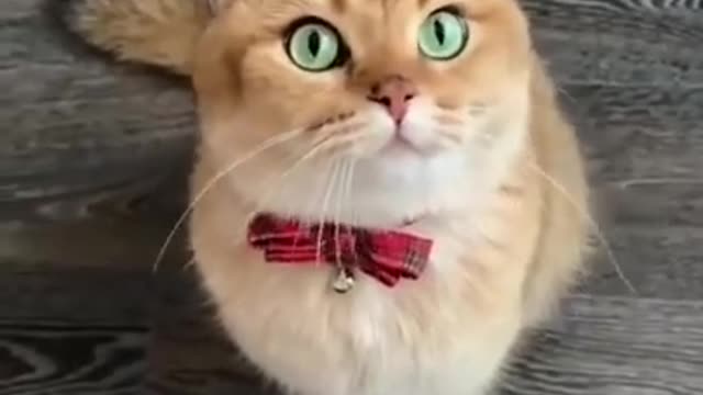 Funny cats and comedy video