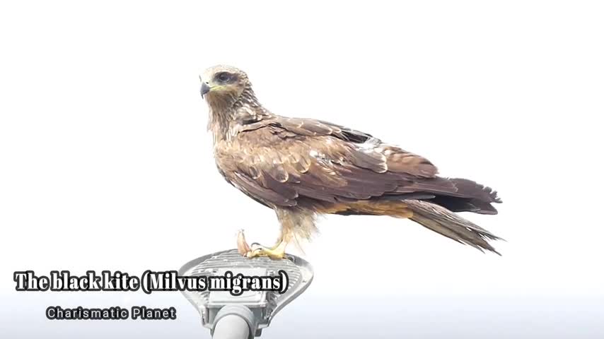 The black kite (Milvus migrans) Bird