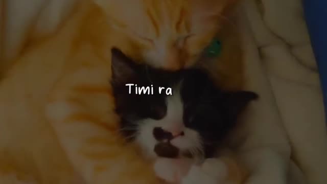 Cute kittens with Nepali Music ❤