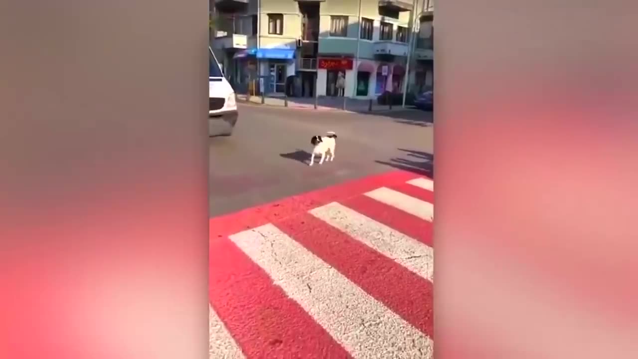 intelligent Dog 🐕