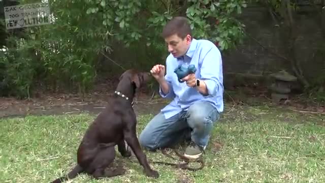 How_to_Teach_your_Dog_to_Stay_in_3_Steps_Force_Free!