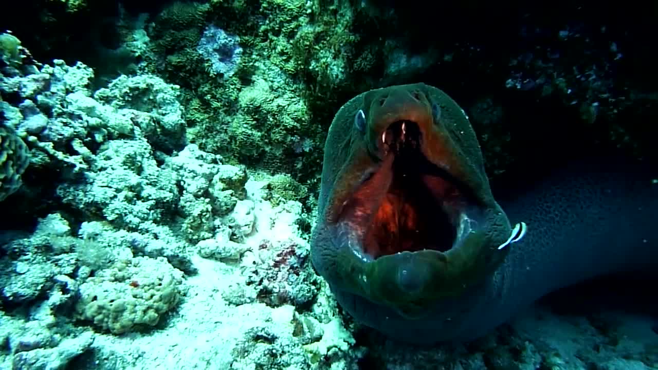 a look inside open mouth giant moray eel (cleaner station)