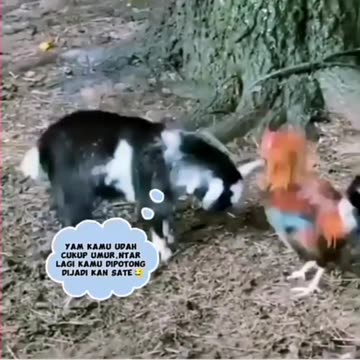 Rooster VS Kid Goat Fight