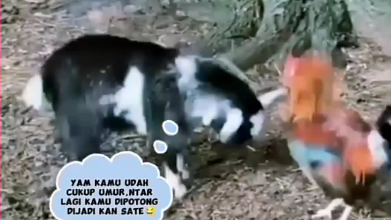 Rooster VS Kid Goat Fight