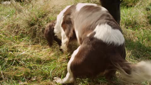 Why Do Dogs Bark? | Secret Life of Dogs | BBC Earth