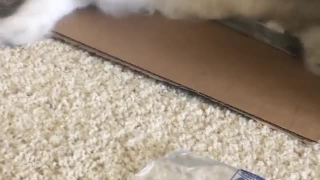 "Obsessed to put it mildly 📦😻⁠ ⠀⁣⁣⁠