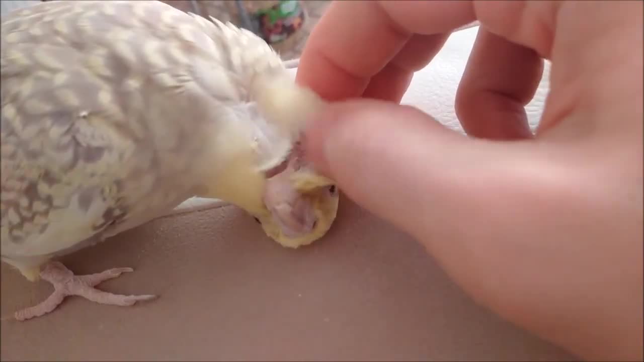 How to make your cockatiel happy #2