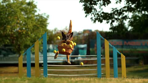 funny dog jump over the fence with basket of tennis balls