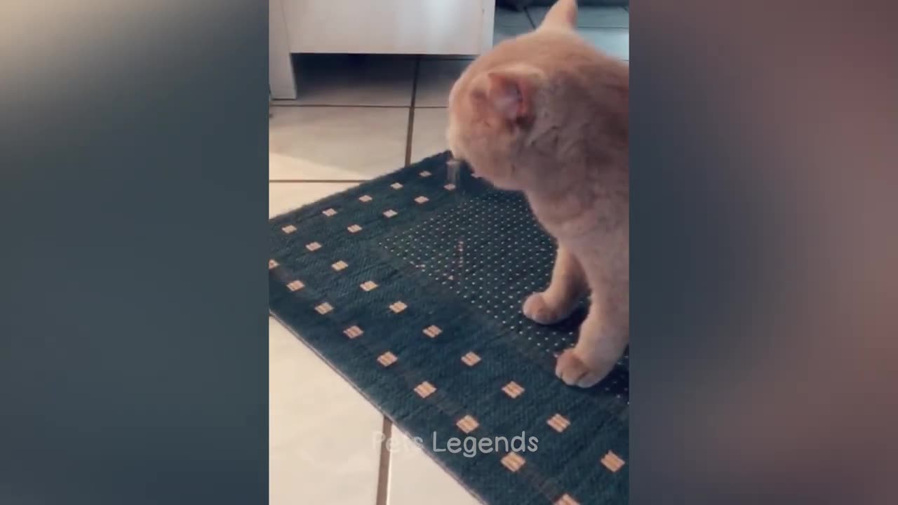 Funny pet video