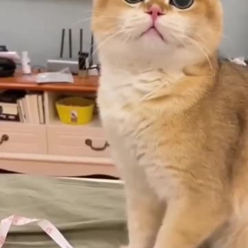 cutest cats 🤩🤩