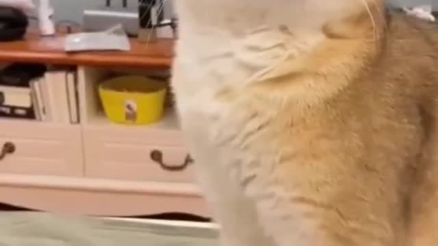 cutest cats 🤩🤩