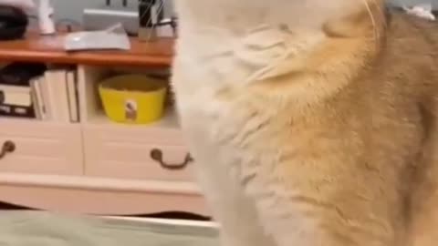 cutest cats 🤩🤩