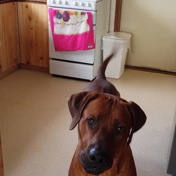 Mister Brown The Rhodesian Ridgeback; Use Your Voice!