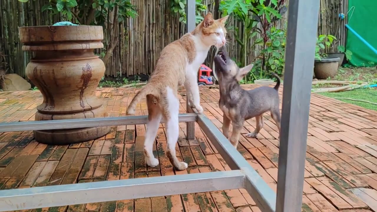 Puppy reaction to sibling kitten for the first time