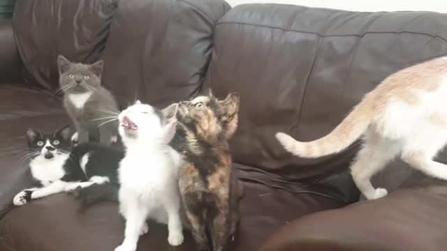 Baby cat 🐈 _ cute and funny cat video 📹🤣😄❤