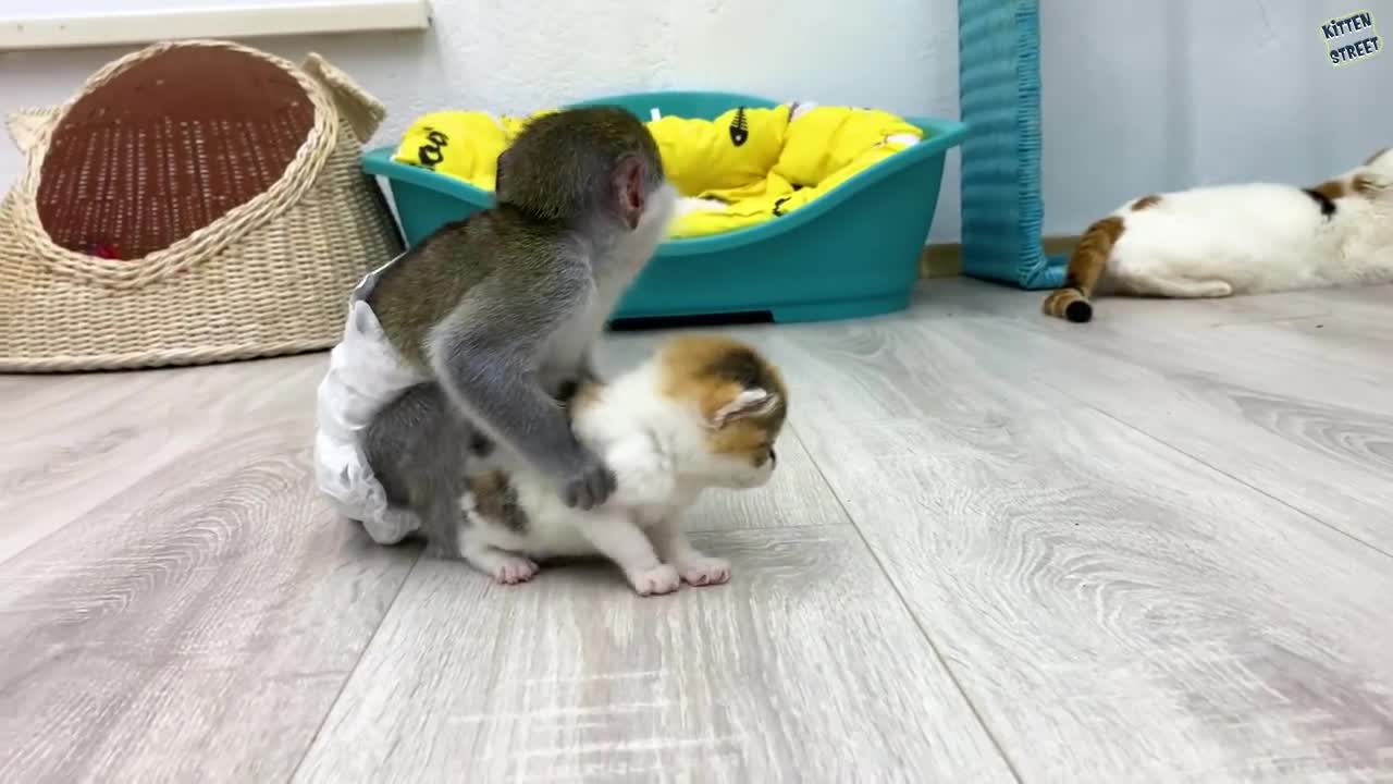 Amazing baby monkey taking care of kitten