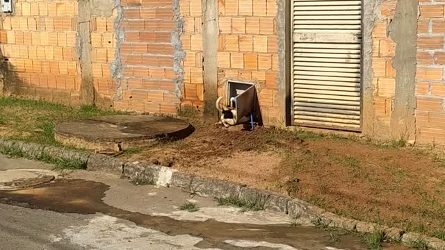 Dogs/Brazil