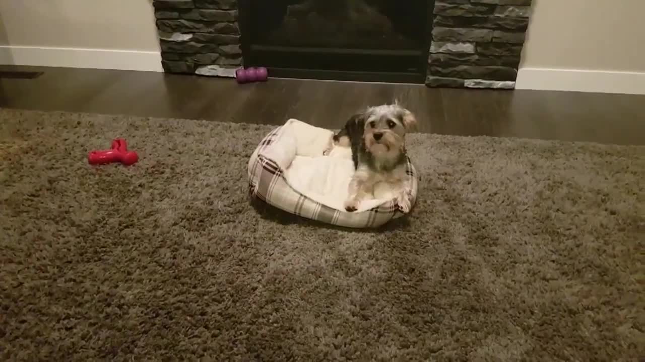 Big Dog Would Much Rather Sleep In Little Sister's Bed