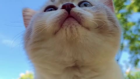 Cute cat introspection #funnycats #cuteness_overloaded #catlover #cutecatvideos