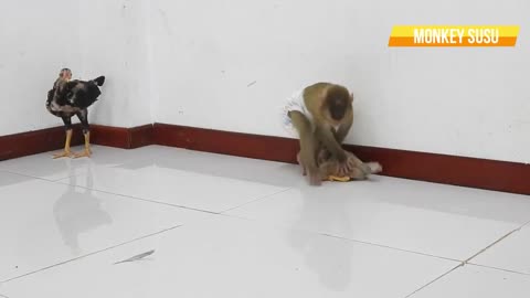 Amazing Movie !!! Baby Monkey SUSU With Kindly Heart, Care & L-o-v-e Chicken, Really Miss Friend !