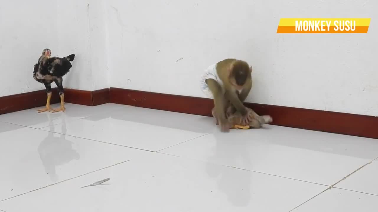 Amazing Movie !!! Baby Monkey SUSU With Kindly Heart, Care & L-o-v-e Chicken, Really Miss Friend !